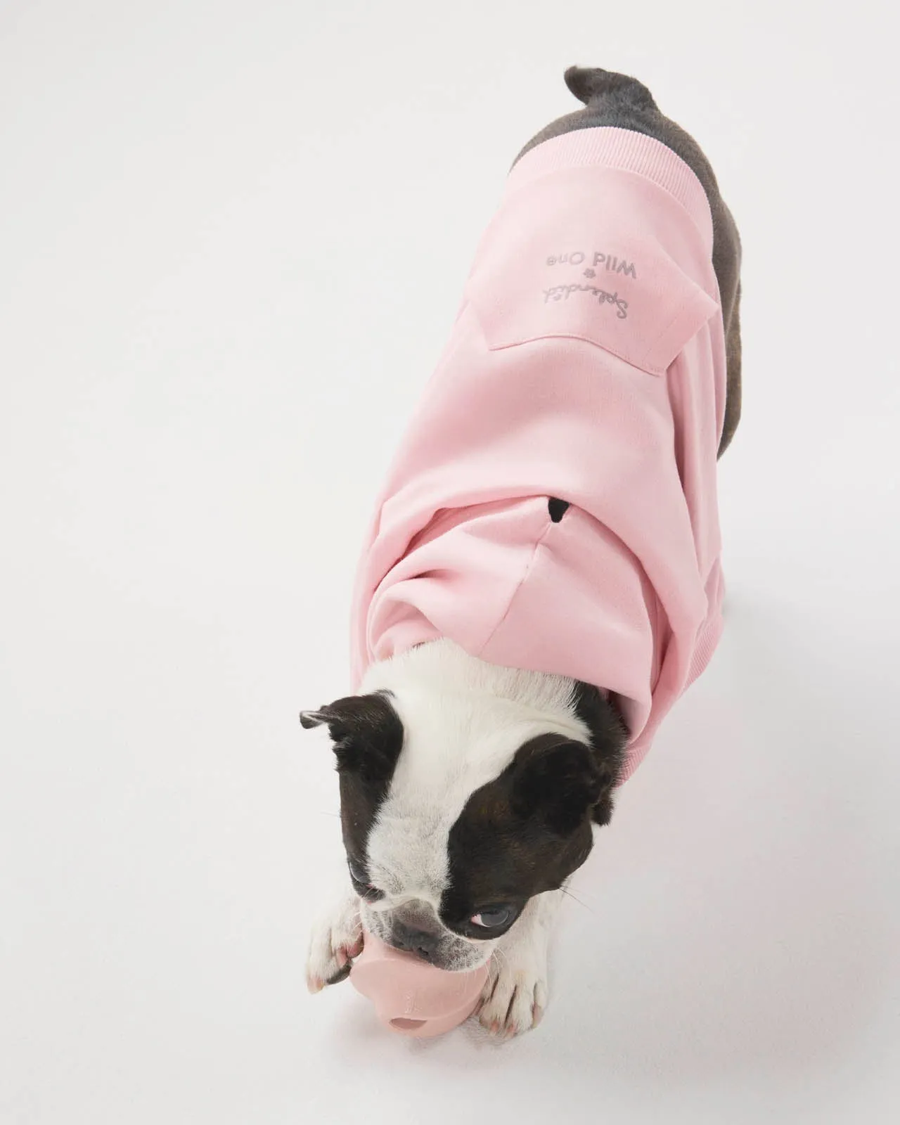 Splendid x Wild One Dog Hoodie